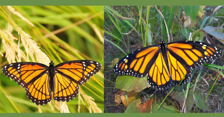 #bioPGH Blog: Mimicry - Nature’s Trick or Treat #bioPGH Blog: Mimicry - Nature’s Trick or Treat