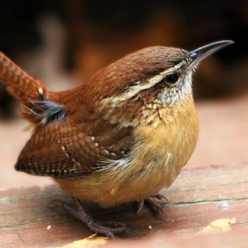 #bioPGH Blog: Carolina Wrens