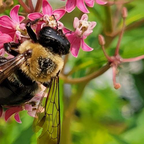 #bioPGH Blog: Carpenter Bees