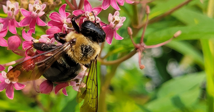 #bioPGH Blog: Carpenter Bees