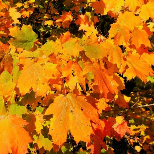 #bioPGH Blog: Wandering Through the Leaves