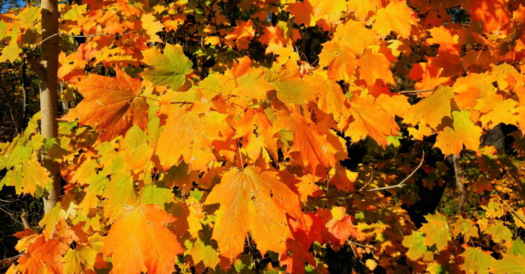 #bioPGH Blog: Wandering Through the Leaves