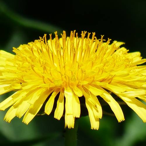 #bioPGH Blog: Coltsfoot or Dandelion?