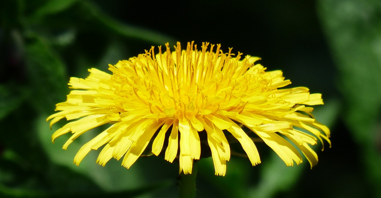 #bioPGH Blog: Coltsfoot or Dandelion?