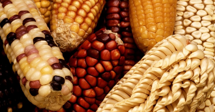 #bioPGH Blog: Corn on the Blog