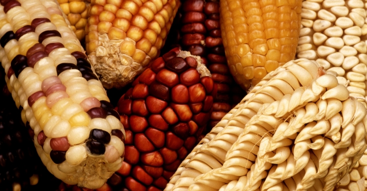 #bioPGH Blog: Corn on the Blog #bioPGH Blog: Corn on the Blog
