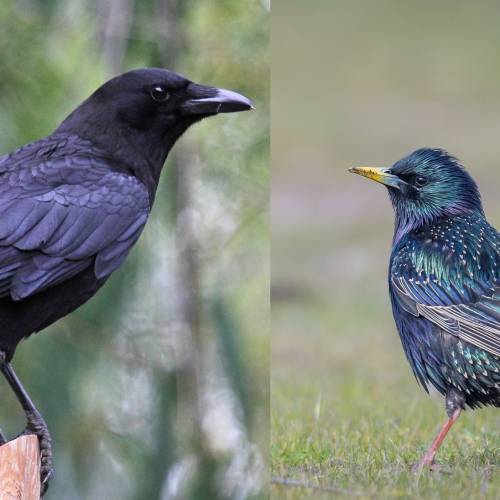 #bioPGH Blog: Feathered Copycats