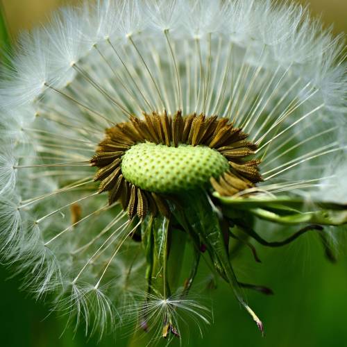 #bioPGH: Splendiferous Seeds