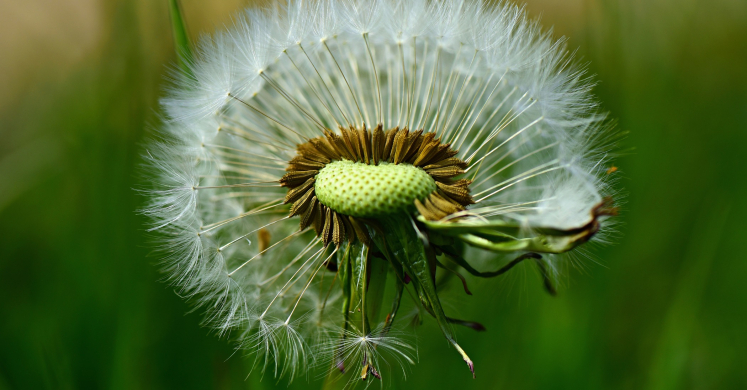 #bioPGH: The Secret Life of Seeds #bioPGH: The Secret Life of Seeds
