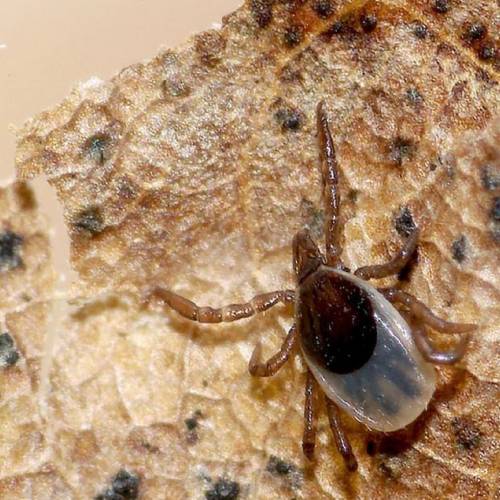 #bioPGH Blog: Still Tick Season!