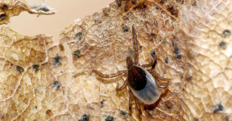 #bioPGH Blog: Still Tick Season!