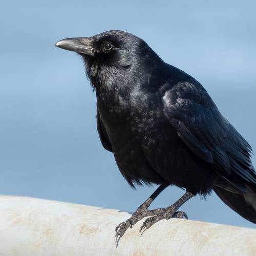 #bioPGH Blog: There’s Something Fishy About that Crow