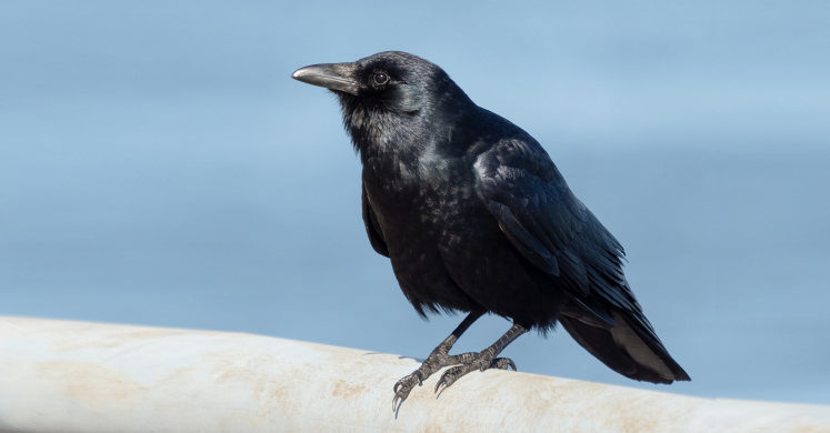 #bioPGH Blog: There’s Something Fishy About that Crow