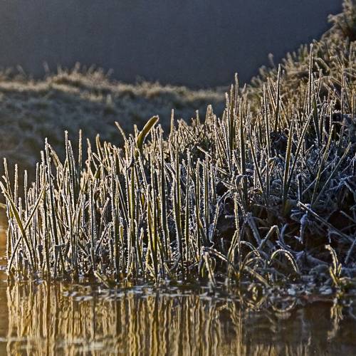 #bioPGH Blog: Frosty Mornings