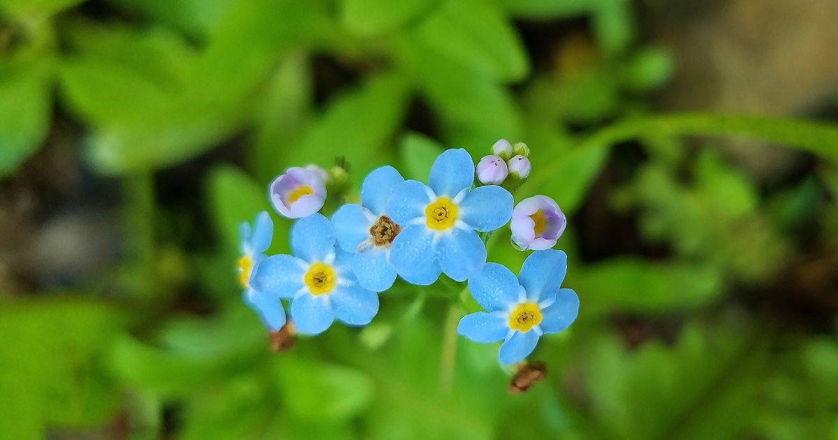 bioPGH: Forget-me-nots  Phipps Conservatory and Botanical Gardens
