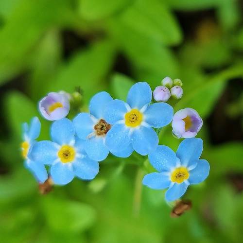 #bioPGH: Forget-me-nots