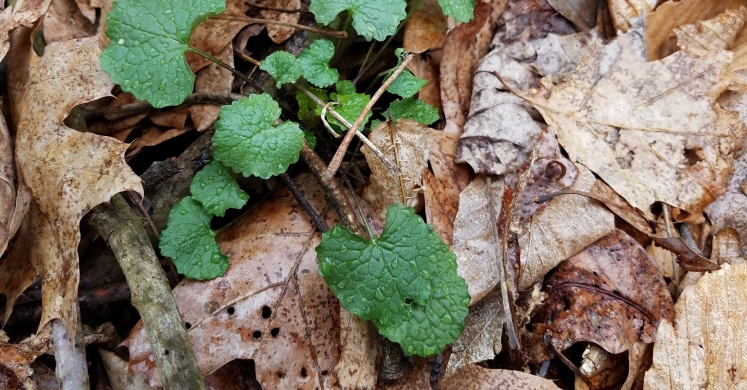 #bioPGH Blog: Invasive Plants #bioPGH Blog: Invasive Plants