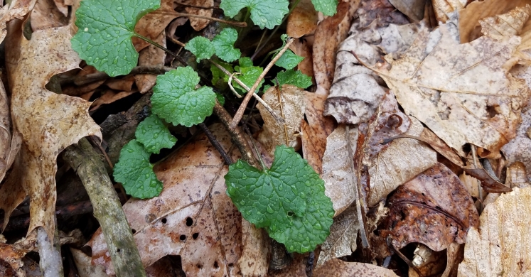 #bioPGH Blog: Invasive Plants