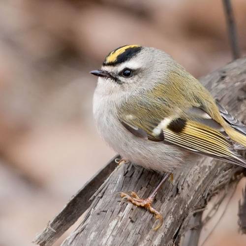 #bioPGH Blog: Golden-crowned Kinglet