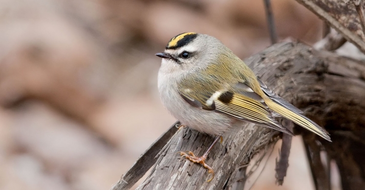 #bioPGH Blog: Golden-crowned Kinglet