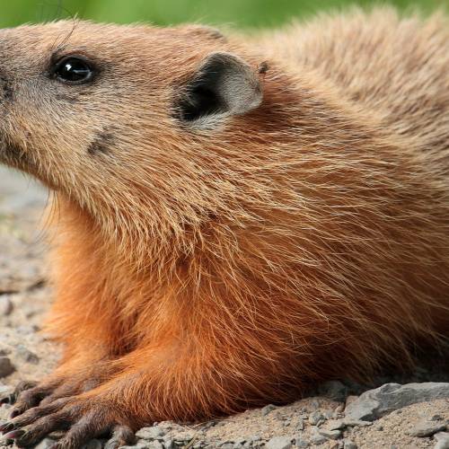 #bioPGH Blog: Groundhogs – Neither Hogs nor Always on the Ground