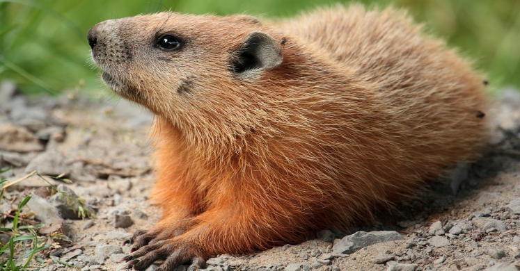 #bioPGH Blog: Groundhogs – Neither Hogs nor Always on the Ground