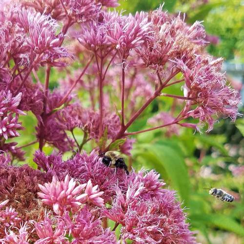 #bioPGH Blog: Joe-pye Weed