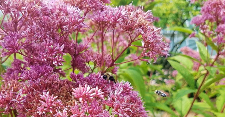 #bioPGH Blog: Joe-pye Weed #bioPGH Blog: Joe-pye Weed