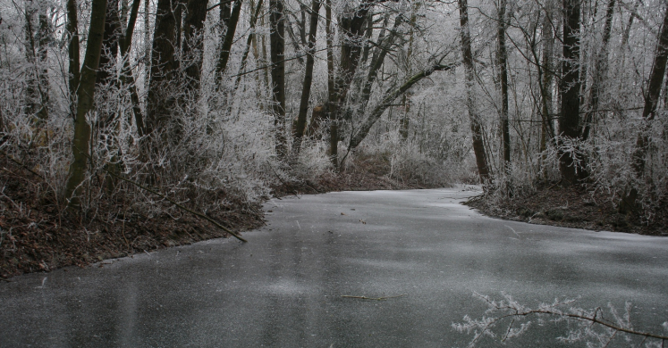 #bioPGH: Not a Fish Out of Water - A Fish in the Winter! #bioPGH: Not a Fish Out of Water - A Fish in the Winter!