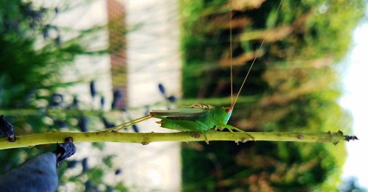 #bioPGH Blog: The Sounds of Late Summer #bioPGH Blog: The Sounds of Late Summer