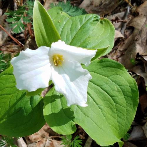 #bioPGH Blog: Trillium Time