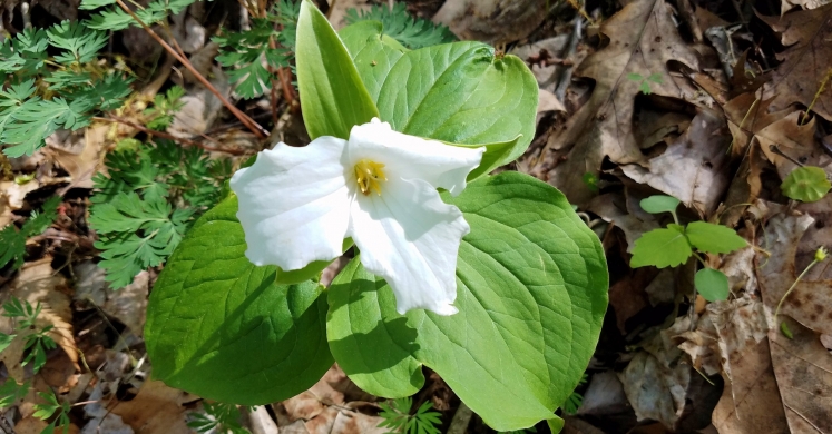 #bioPGH Blog: Trillium Time