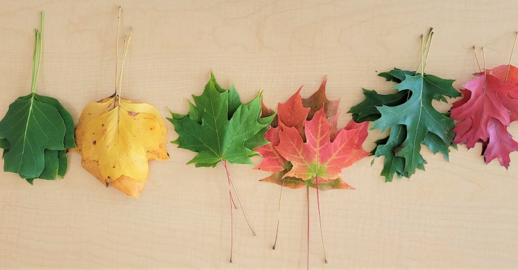 #bioPGH Blog: An Autumn Experiment!