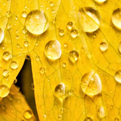 #bioPGH Blog: Rain, Rain and More Rain!