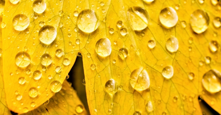 #bioPGH Blog: Rain, Rain and More Rain!