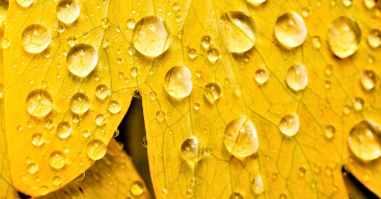 #bioPGH Blog: Rain, Rain and More Rain! #bioPGH Blog: Rain, Rain and More Rain!