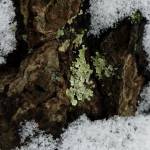 #bioPGH Blog: Lovin’ the Lichen!