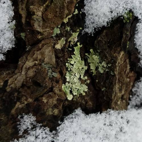 #bioPGH Blog: Lovin’ the Lichen!