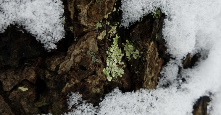 #bioPGH Blog: Lovin’ the Lichen! #bioPGH Blog: Lovin’ the Lichen!