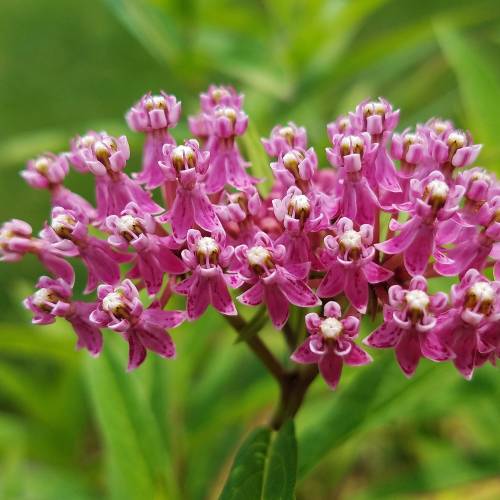 #bioPGH Blog: Milkweed in Bloom!