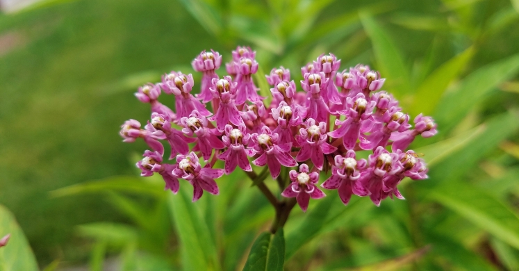 #bioPGH Blog: Milkweed in Bloom!