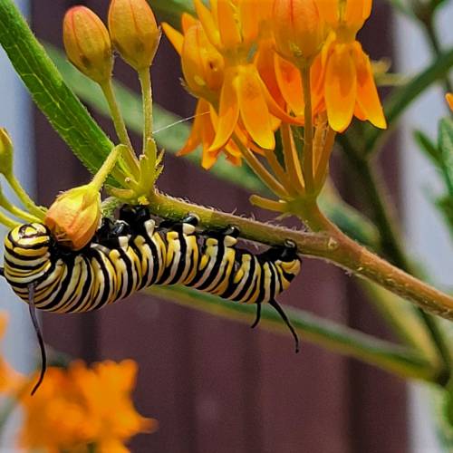 #bioPGH Blog: Of Monarchs and Milkweeds