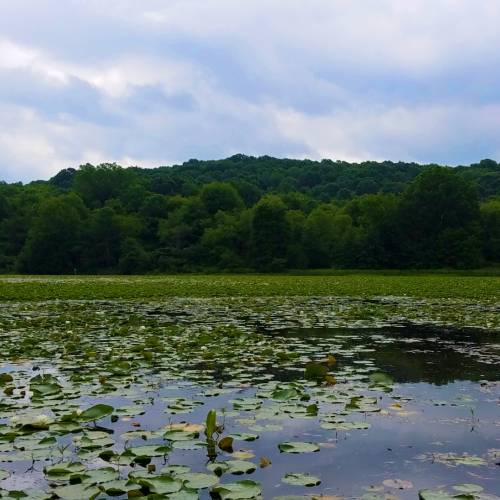 #bioPGH Blog: Wonderful Wetlands