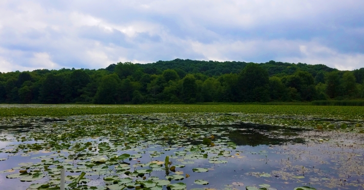 #bioPGH Blog: Wonderful Wetlands #bioPGH Blog: Wonderful Wetlands