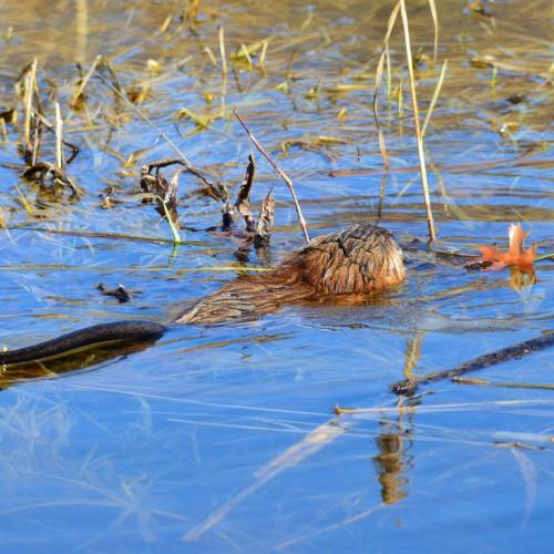 #bioPGH Blog: Muskrats