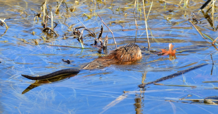 #bioPGH Blog: Muskrats