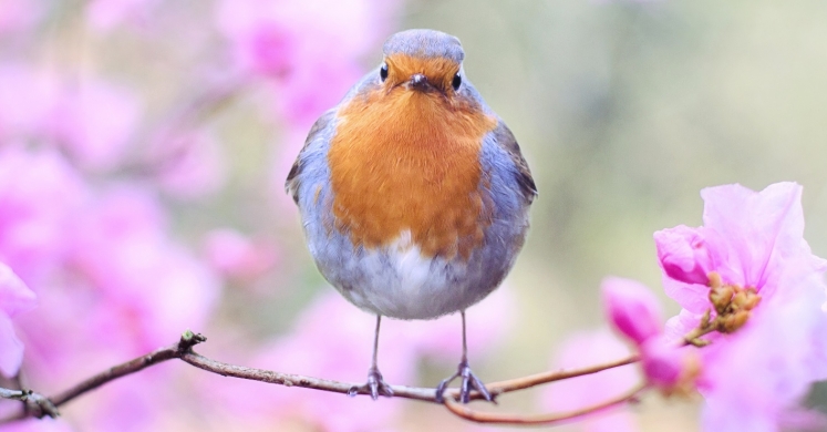 #bioPGH Blog: The Year of the the Bird #bioPGH Blog: The Year of the the Bird