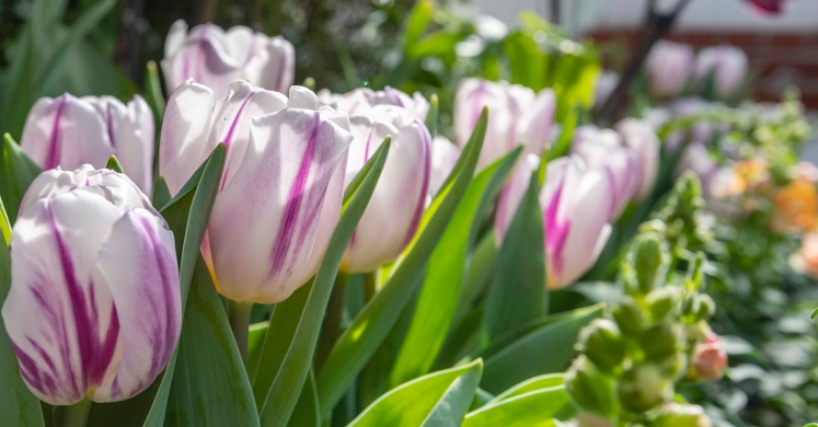 This Week at Phipps: March 9 - 15 This Week at Phipps: March 9 - 15