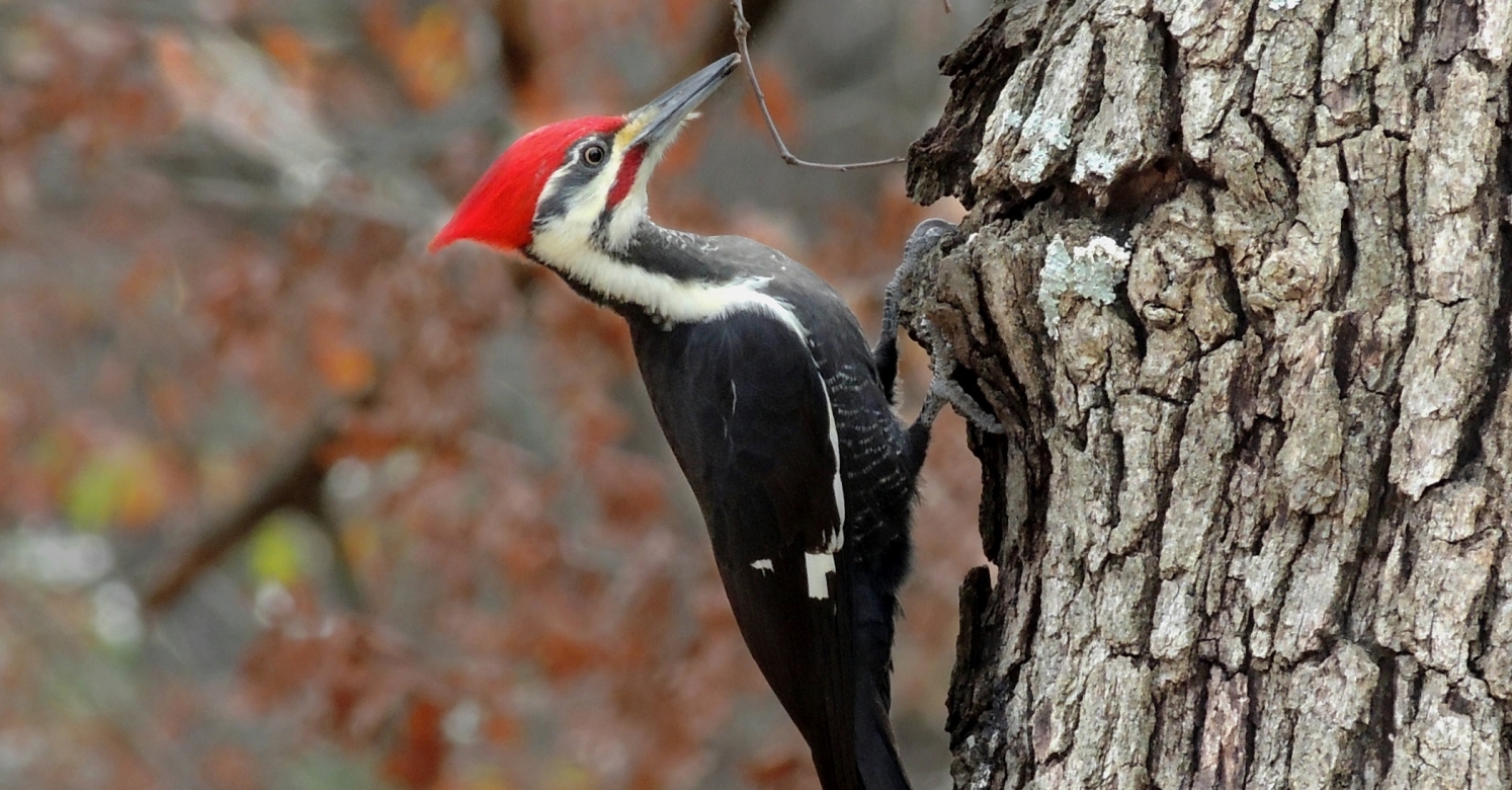 #bioPGH Blog: Pileated Woodpeckers | Phipps Conservatory and Botanical