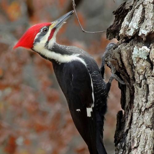 #bioPGH Blog: Pileated Woodpeckers